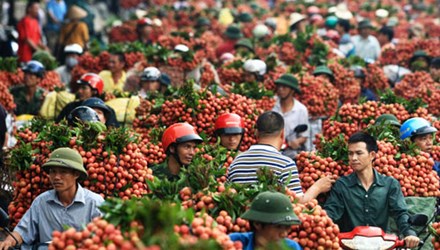 ลิ้นจี่เวียดนามถูกส่งออกไปยังฝรั่งเศสครั้งแรก